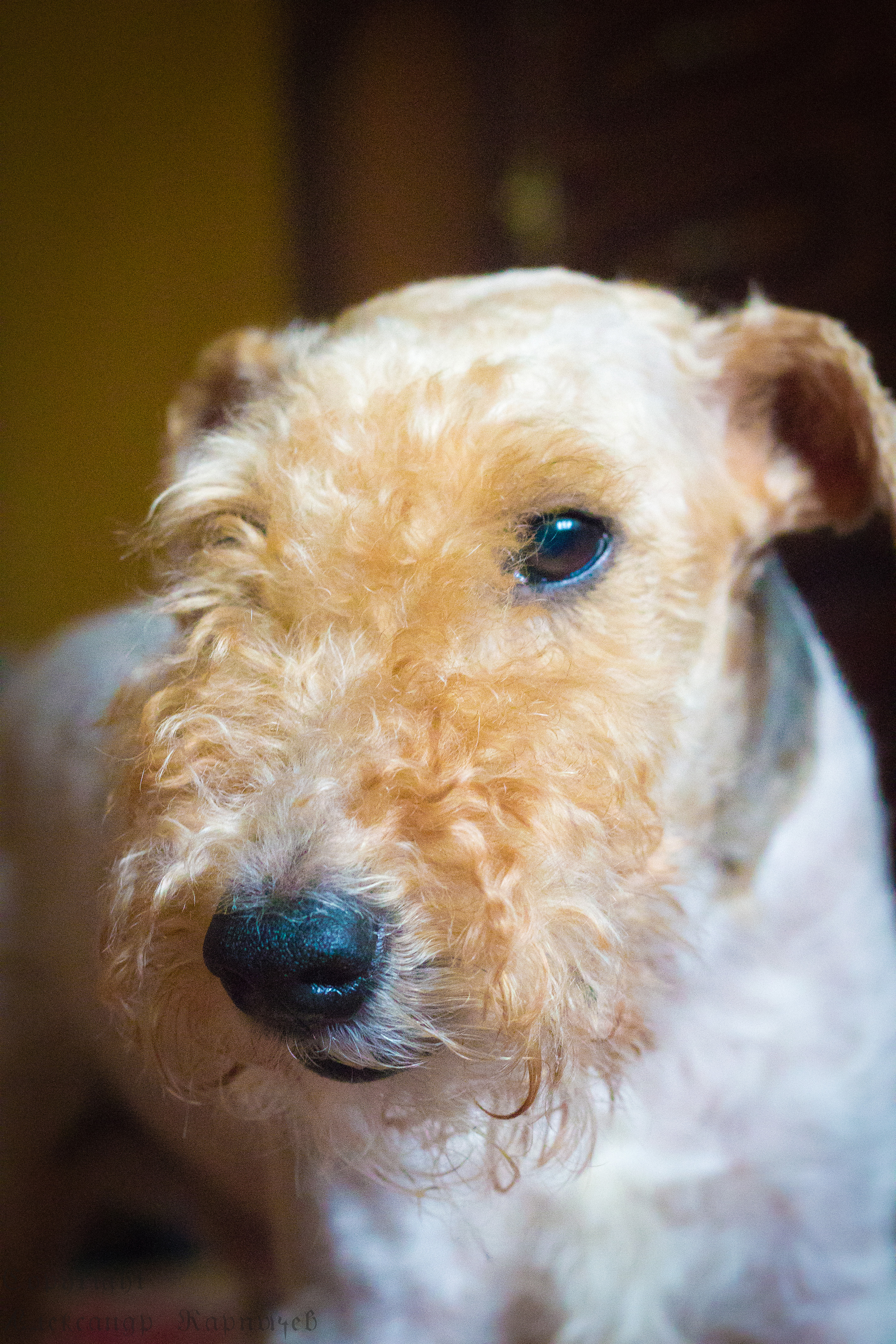 Пёс встречает весну 
Весна пришла....