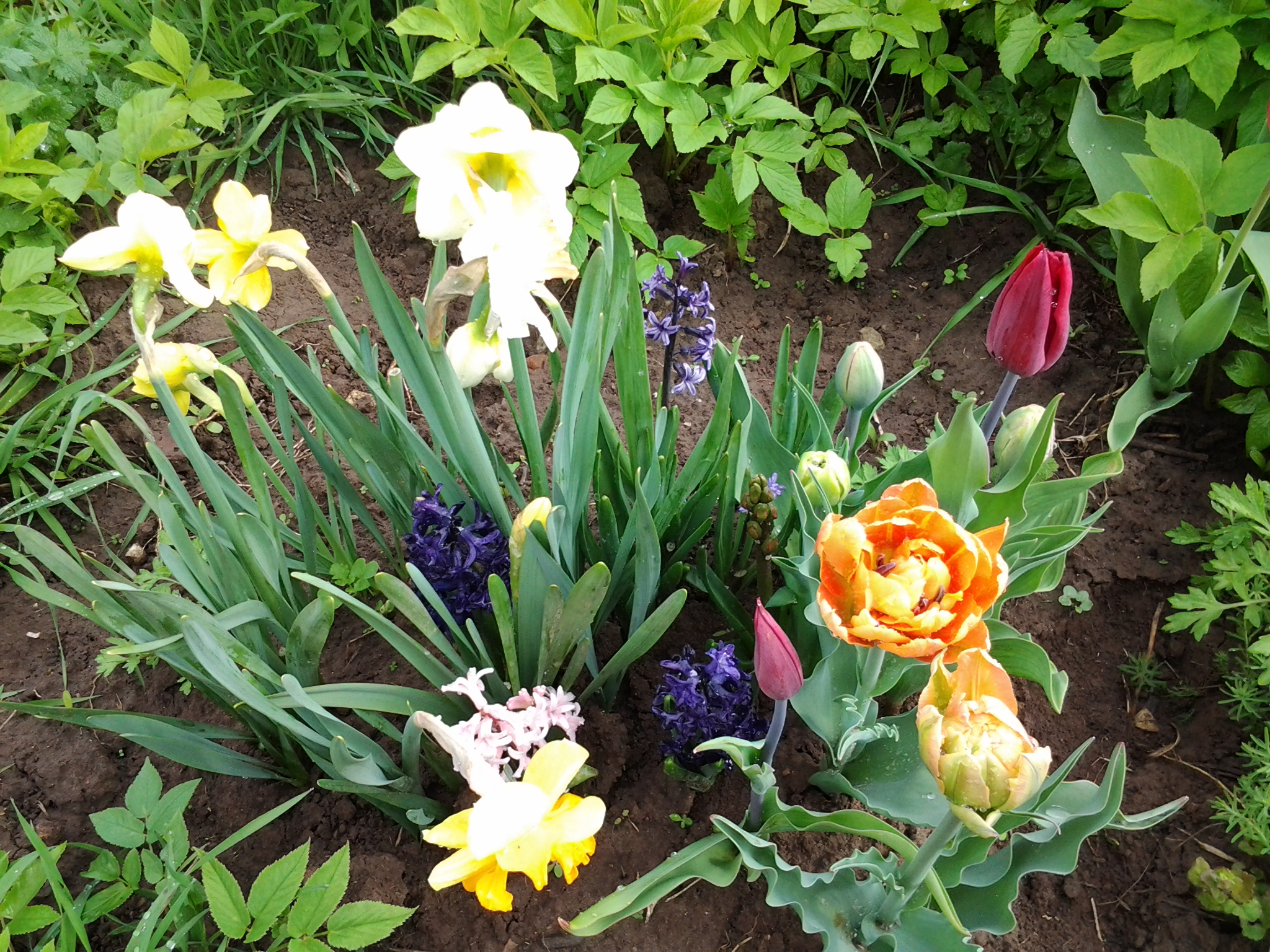 осенью с мужем закопали луковицы ц...