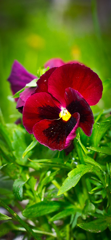 Немного цвета... 

Пробежался мелк...