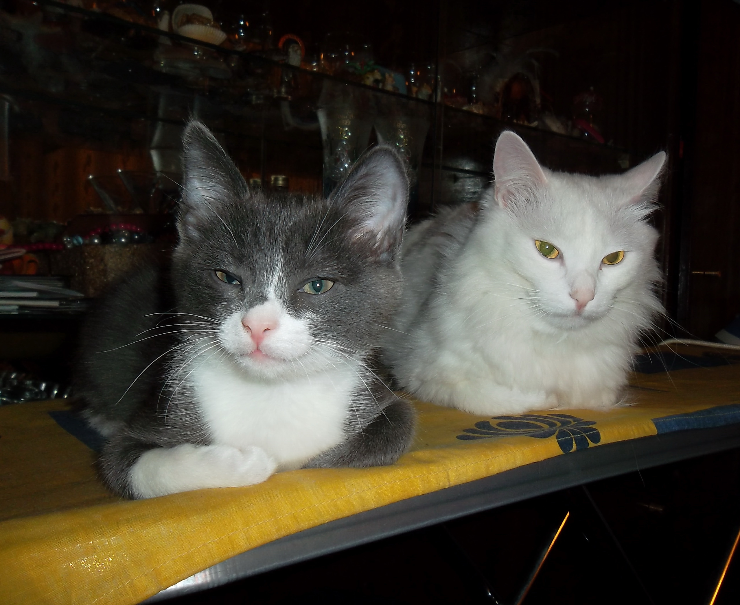 Завела двоих котов... 
Да, погоряч...