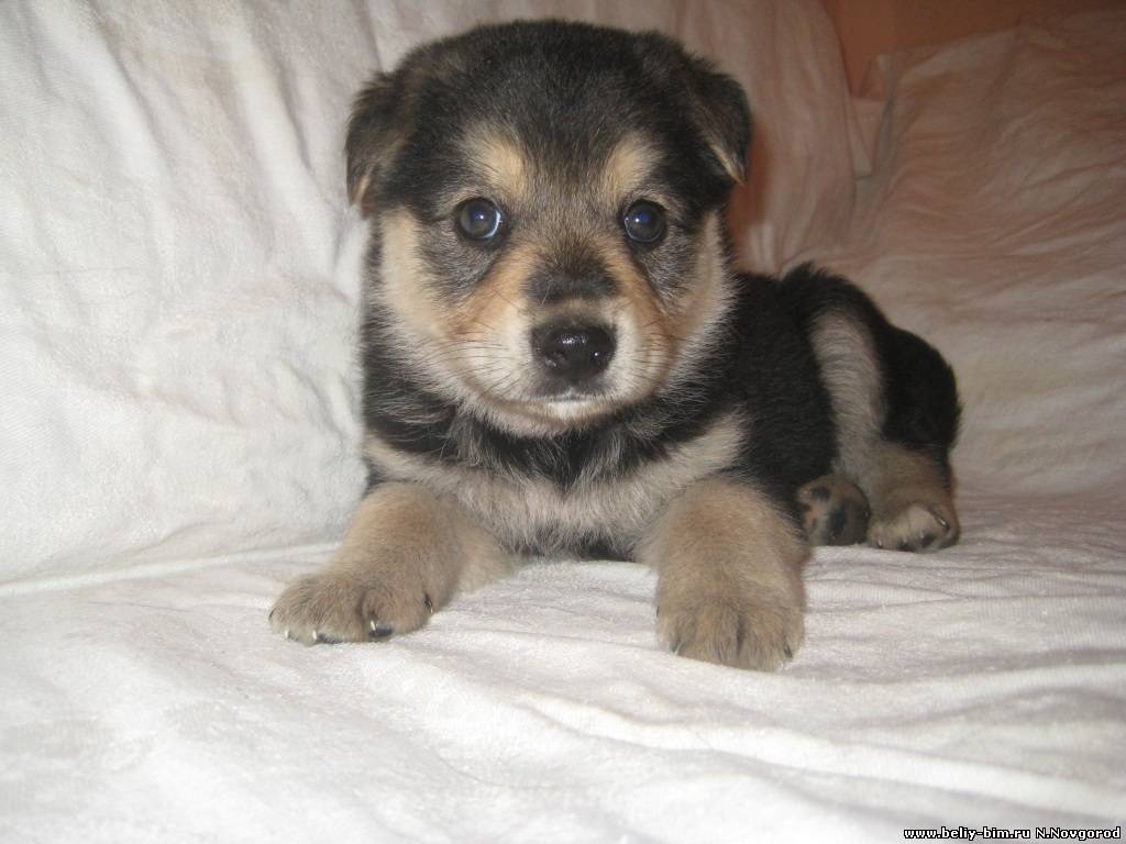 Самые красивые и милые щенки - www...