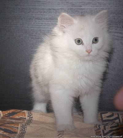 САМЫЕ пушистые котята и шикарные к...