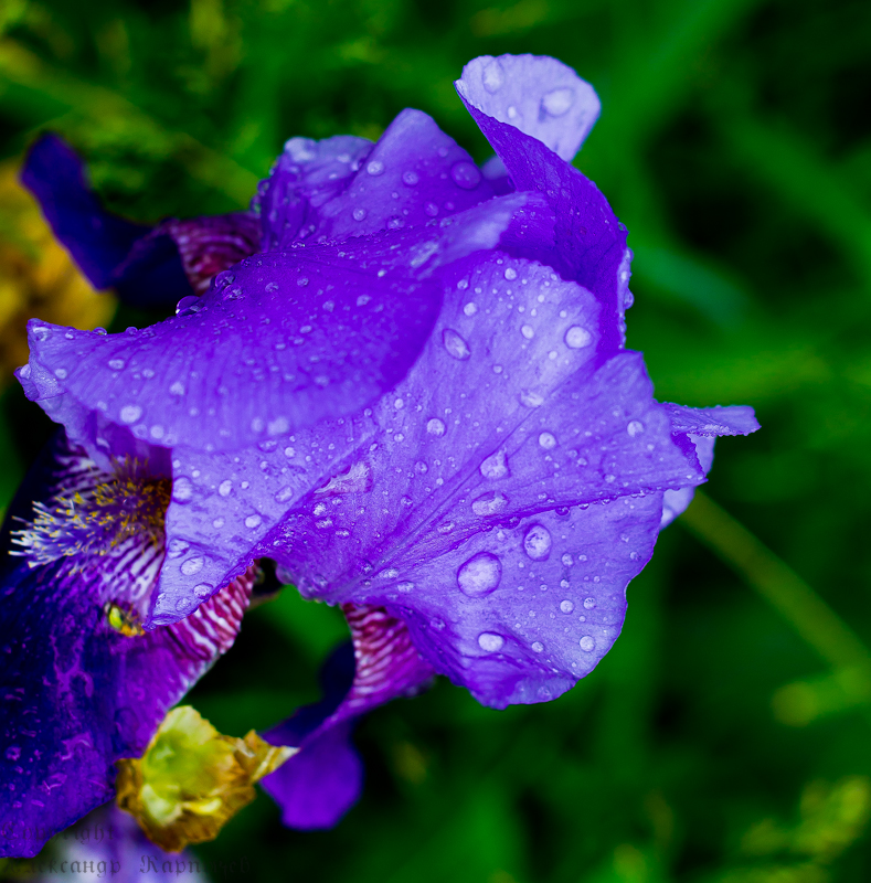 Дачные зарисовки - 1 
 dobryi-pyos...