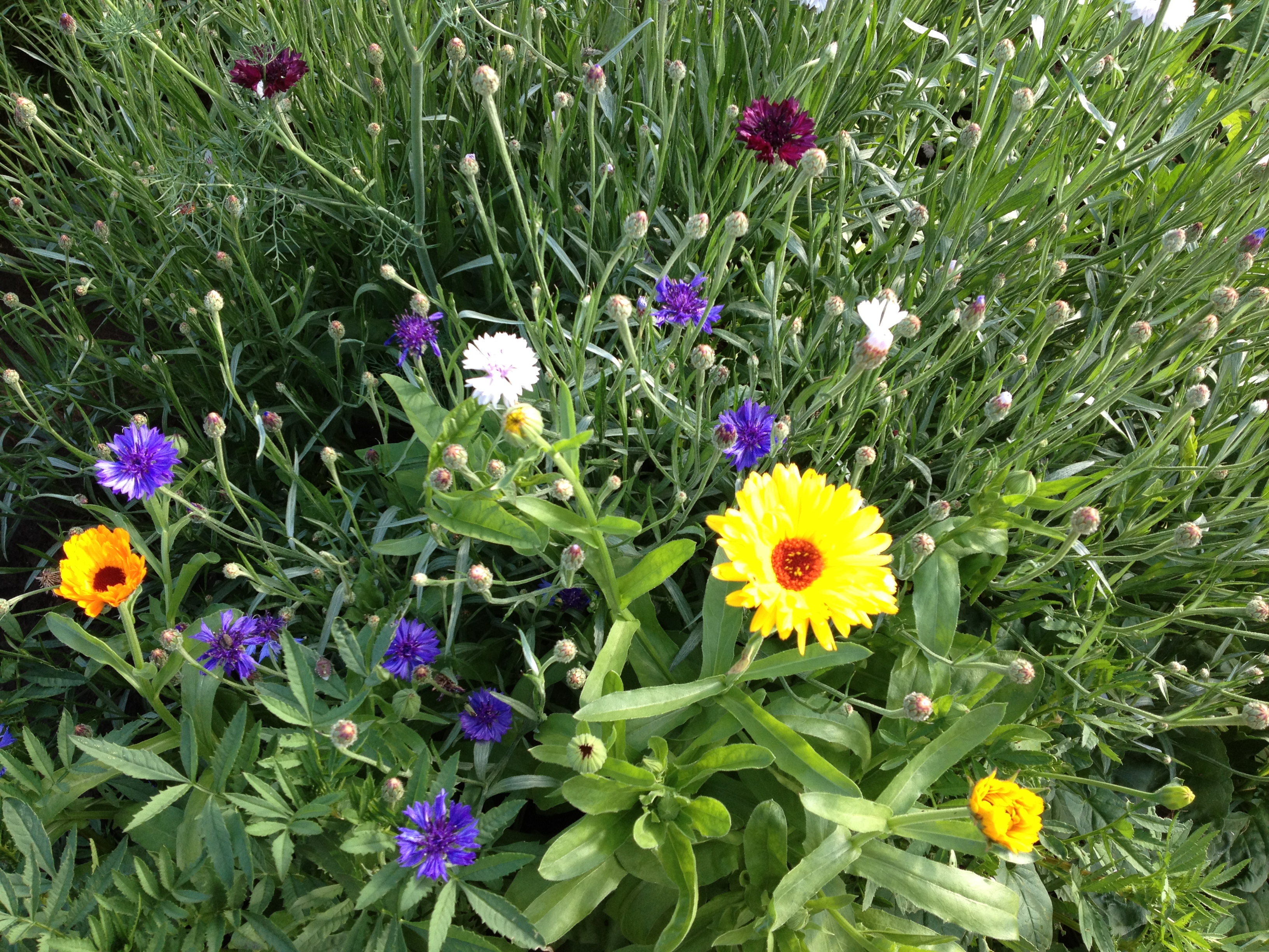 Каждый год я сажаю васильки и ного...