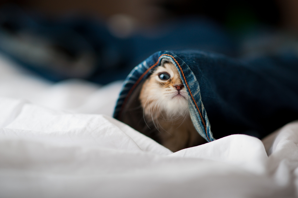 Забавный рыжий котенок 
 www.osobe...