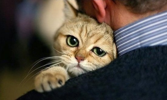 По статистике, любители кошек обра...