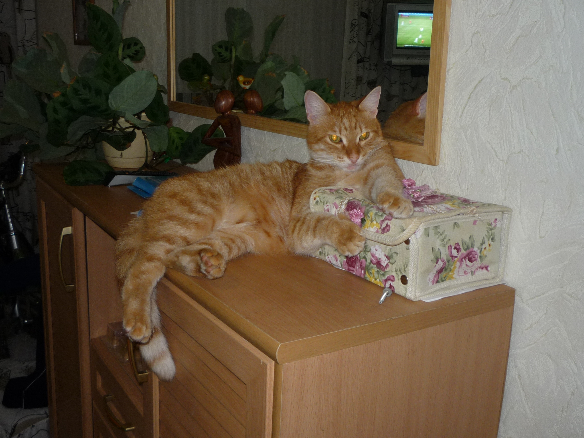 Жил был кот, котоpый жил миллион p...
