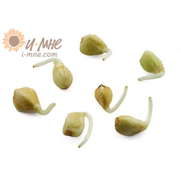 Сбор заказов. Зеленая гречка, овес...