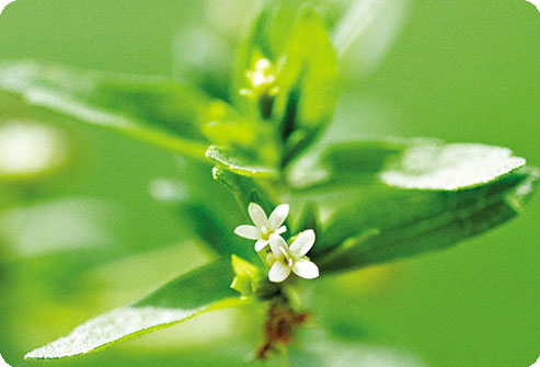 Сбор заказов. Сироп агавы, Стевия,...