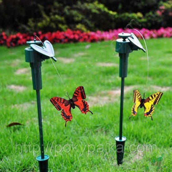 Девочки, нам интересна такая бабоч...