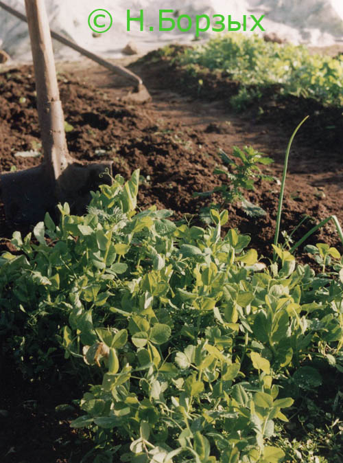 Сбор заказов. Сидераты - зелёное у...