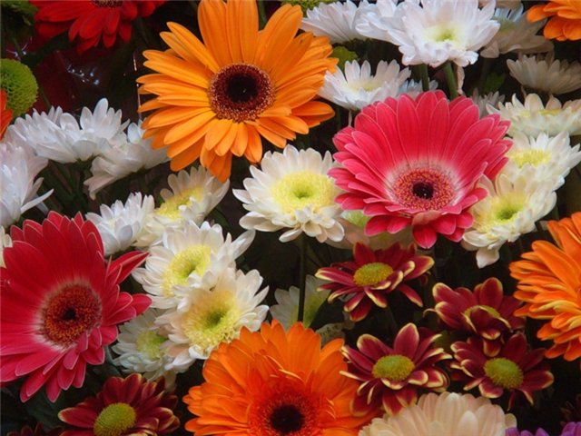 ХРИЗАНТЕМА - ЦАРИЦА ОСЕНИ! 
Предза...