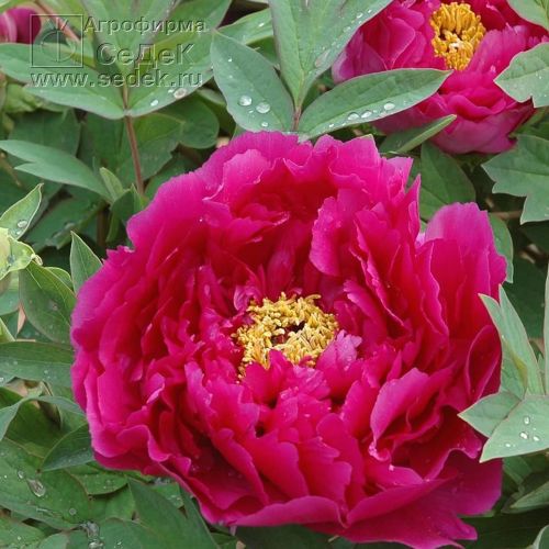 ПИОНЫ ДРЕВОВИДНЫЕ И ТРАВЯНИСТЫЕ, Л...