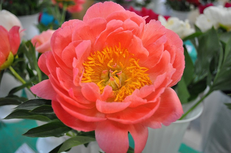 ПИОНЫ НА ОСЕНЬ 2013. ШИКАРНЕЙШИЙ В...