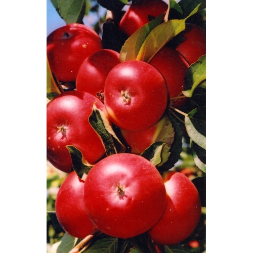 ПЛОДОВО-ЯГОДНЫЕ КУЛЬТУРЫ на осень...