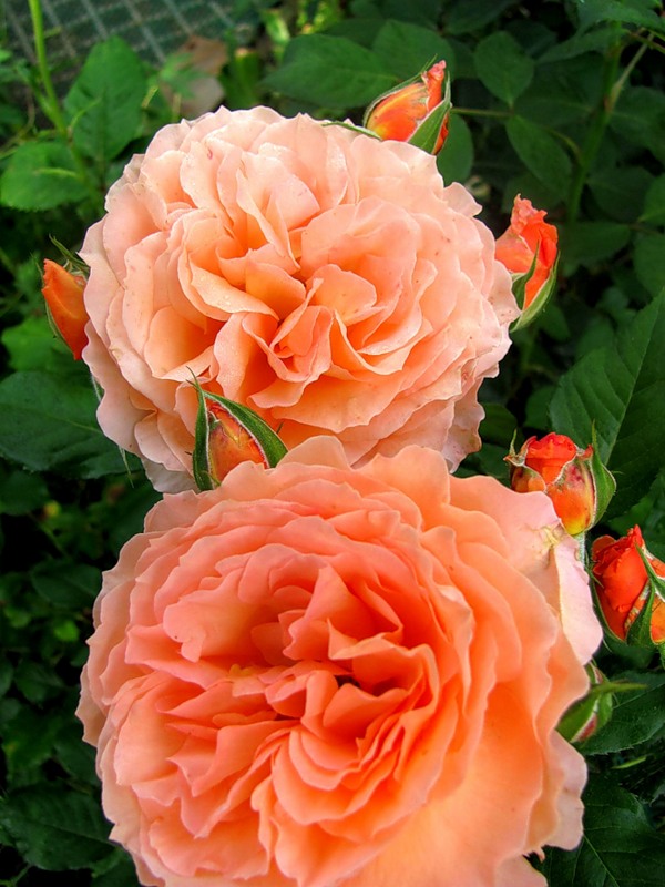 КАНАДСКИЕ РОЗЫ И РОЗЫ НЕМЕЦКОГО ПИ...