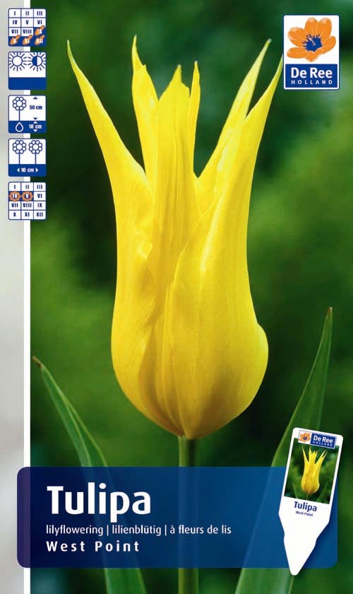 Сбор заказов. Красивый сад: тюльпа...