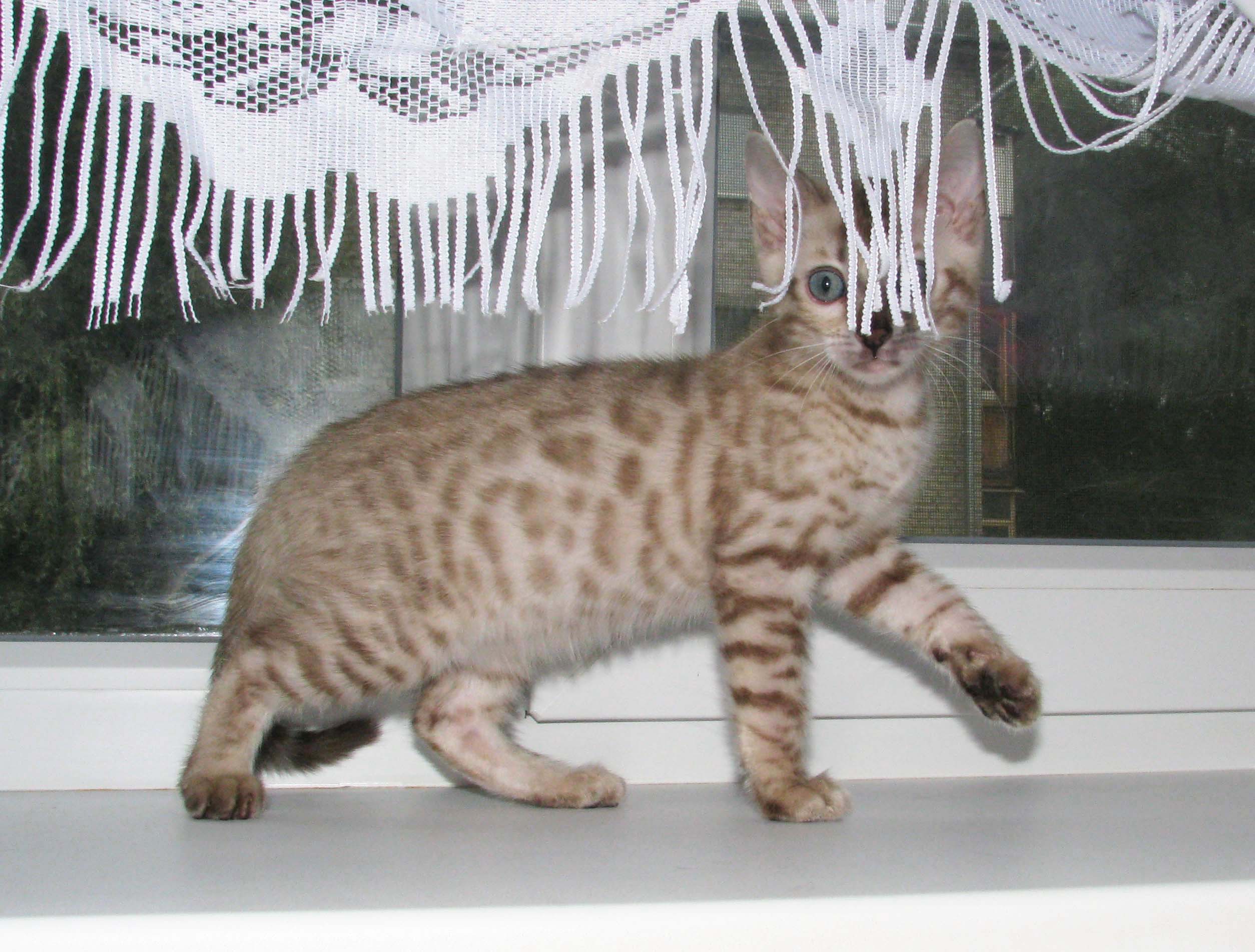 Фазинг(fuzzy &laquo;запушенный&raquo;, &laquo;неясны...