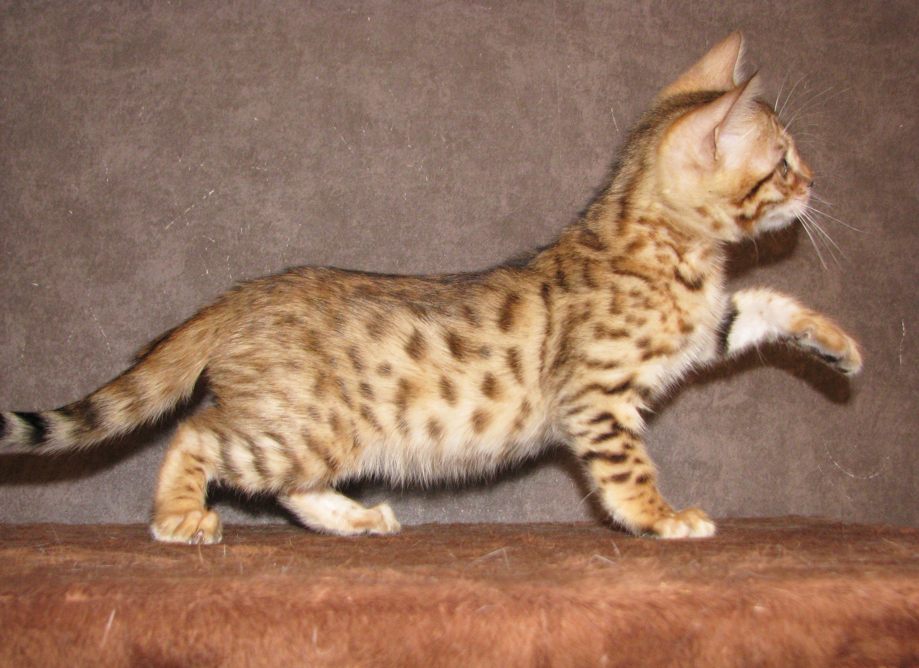 Происхождение бенгальской породы н...