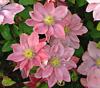 ИНФОРМАЦИЯ ПО КЛЕМАТИСАМ! 
ОБНОВИЛ...