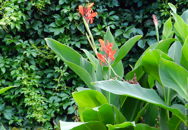 Продаю клубеньки Канны 
 www.nn.ru...