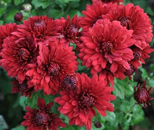 ХРИЗАНТЕМА - ЦАРИЦА ОСЕНИ!  
Предз...