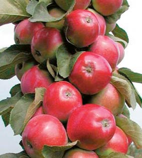 Кто хотел Яблоньки? 
Приглашаю. Яб...