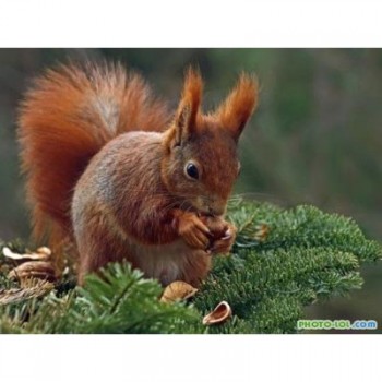 Сбор, свежий урожай, появилось пих...