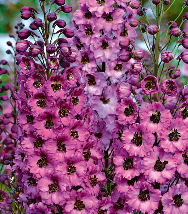 НОВОЗЕЛАНДСКИЕ ДЕЛЬФИНИУМЫ - НАСТО...