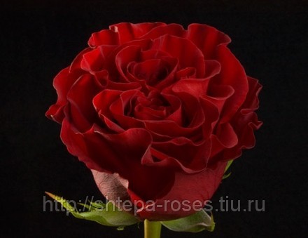 Розы... 
ПРЕДЗАКАЗ САЖЕНЦЕВ РОЗ. Б...