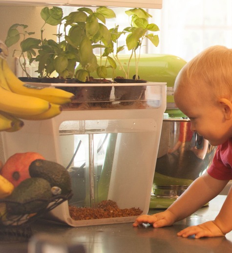 Сбор заказов. Оригинальный аквариу...
