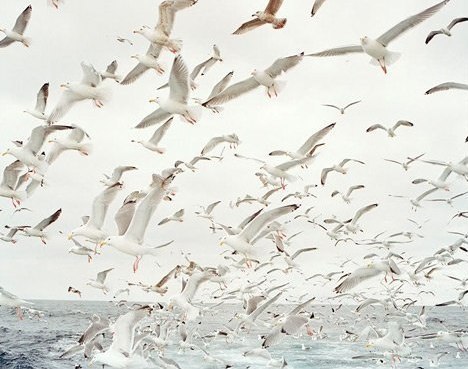 Слушая своё сердце, ты начнешь дви...