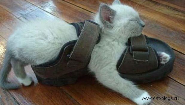 Сбор заказов. Домашняя и пляжная о...