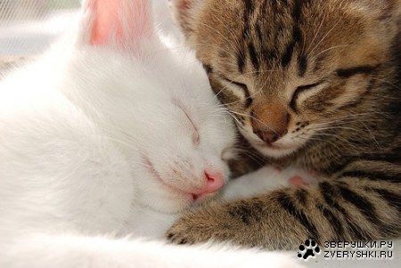 Нежность. 
Её все время стыдятся,...