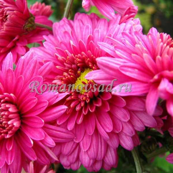 ХРИЗАНТЕМА - ЦАРИЦА ОСЕНИ!  
Предз...