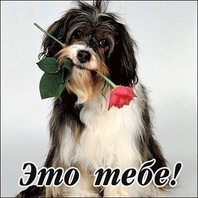 Девушки , дорогие мои - если вы не...