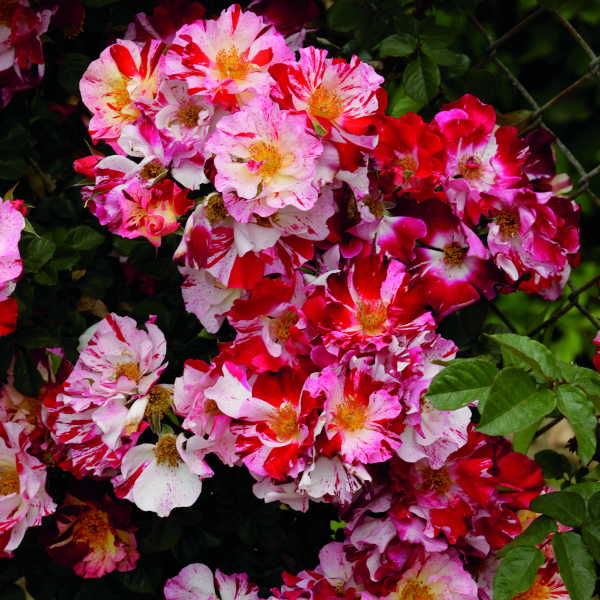 АНГЛИЙСКИЕ РОЗЫ HARKNESS И РОЗЫ НЕ...