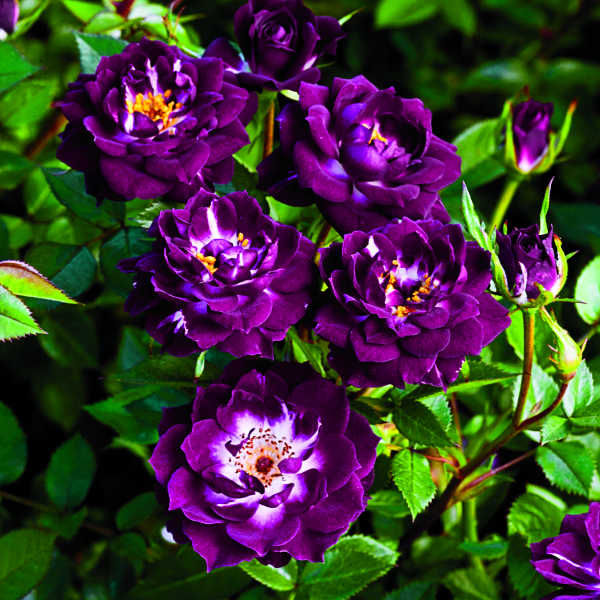 Розы Викс из американского питомни...