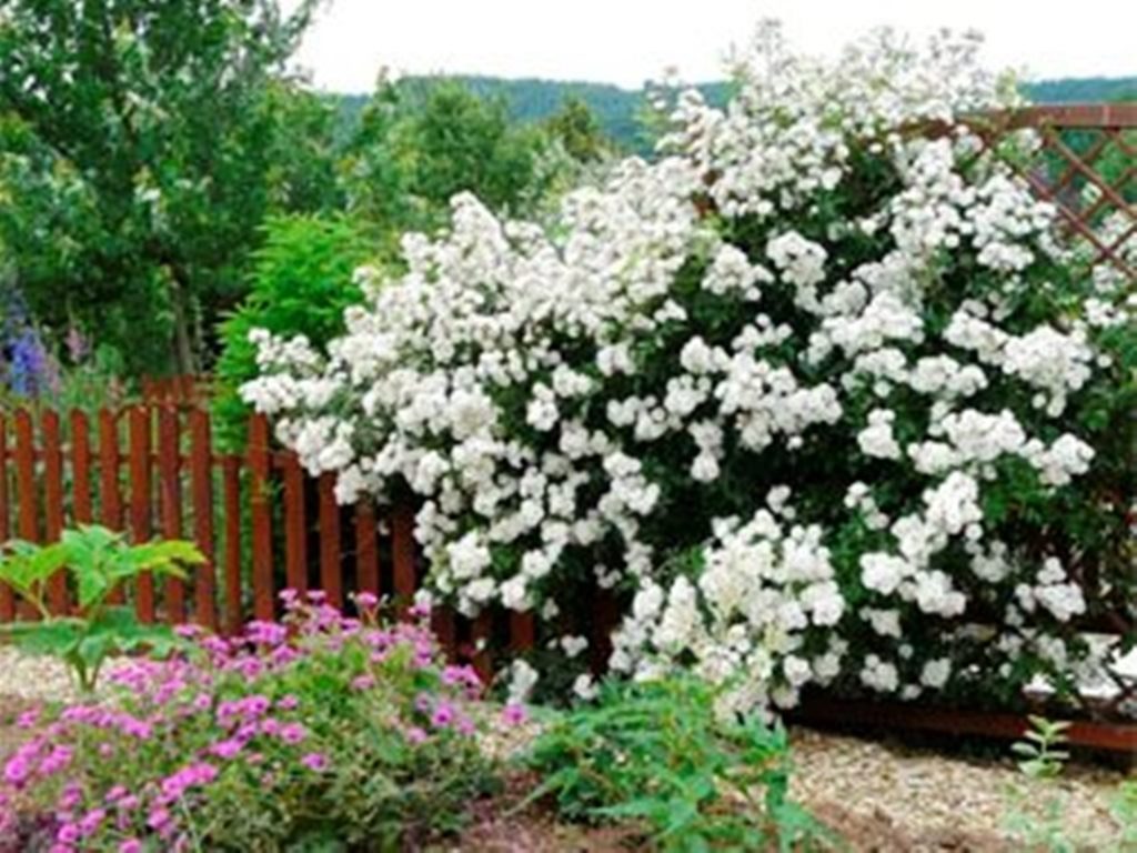 РОЗЫ ИЗ БЕЛЬГИЙСКОГО ПИТОМНИКА ЛЕН...