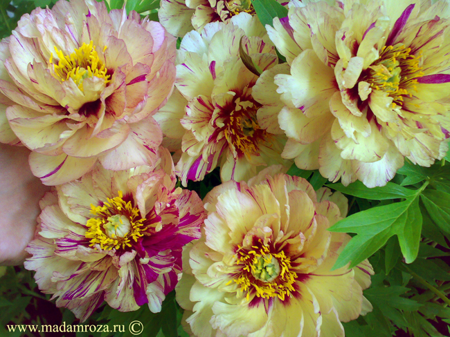 ПИОНЫ НА ВЕСНУ 2015! ШИКАРНЕЙШИЙ В...