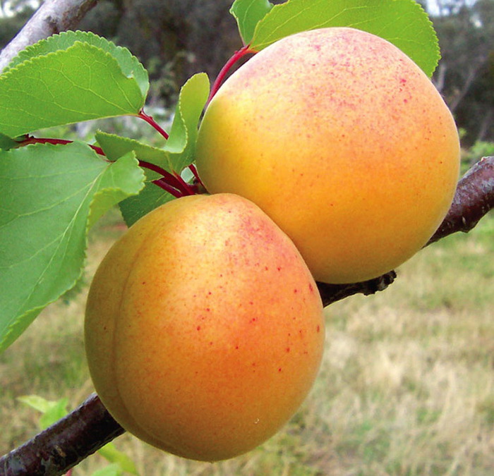 САЖЕНЦЫ ПЛОДОВЫХ КУЛЬТУР на ВЕСНУ...