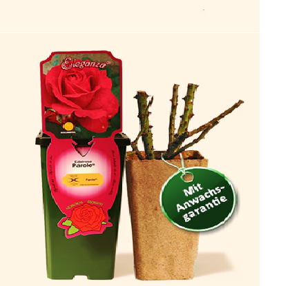 РОЗЫ КОРДЕС. ГЕРМАНИЯ. ПРЕДЗАКАЗ Н...