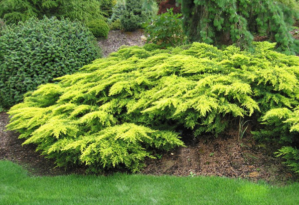 СБОР ЗАКАЗОВ. Колор*Лайн. ХВОЙНИЧК...