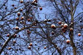 Старый сад 
Геннадий Южаков 

Давн...