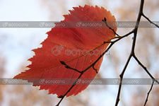 ����� ����