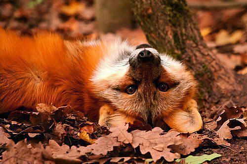 ������� - �������� ����... �������� � ��������� � ������ ������...)))
