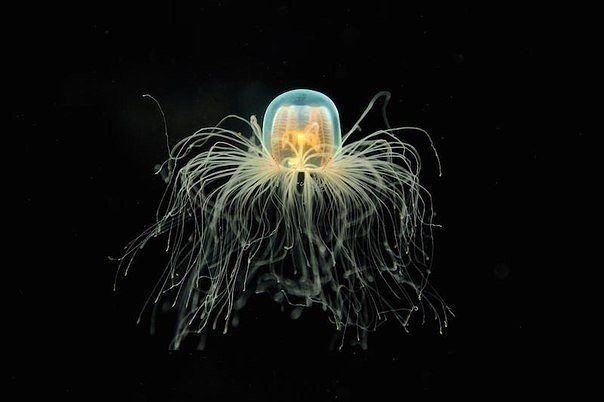 ����������� ������ Turritopsis Nutricula ������������ ����������� �������� �� �����