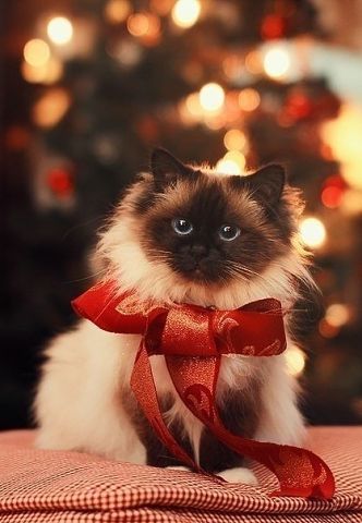 ��� ���������� �������� ������� ��������