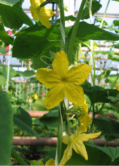 ���� �������. ��������� ������ ���������� ������� �������.���������� ������� ������� � ������ ������� ������� � �������������� ���������������� ����������, �������������� ��� ������ �������� ������ - �� ����� ������� �� ��������.