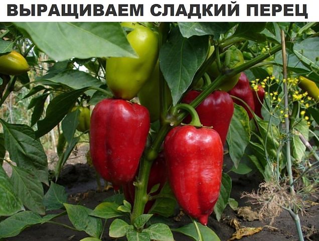 ���������� ������� �����